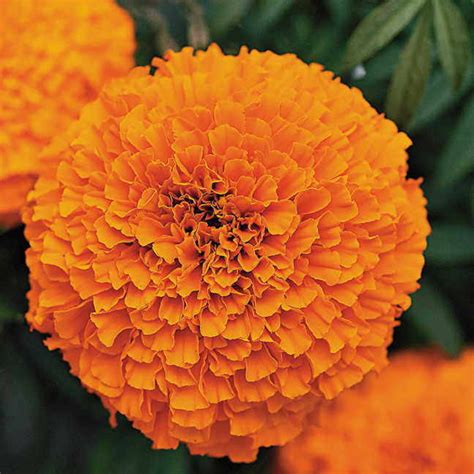 Marigold Inca Orange Hy Mybageecha