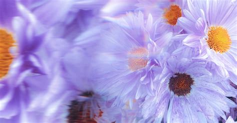 Close Up Of Purple Flowers · Free Stock Photo