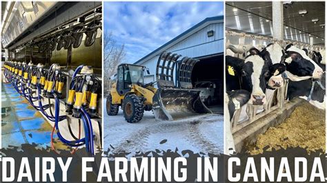 A Day In The Life Of A Canadian Dairy Farmer Youtube