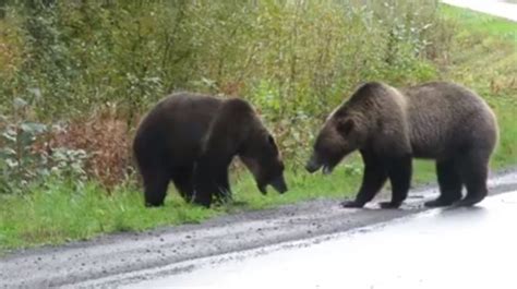 Grizzly Bears Fighting Caught On Video - Neatorama