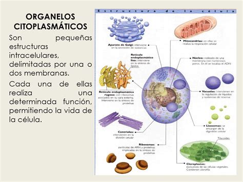 Organelos Citoplasmaticos