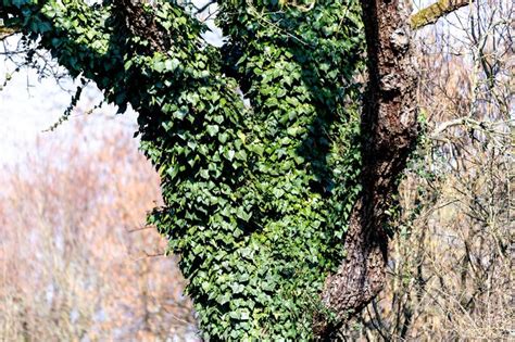 Best Tips: How To Kill Invasive Vines and How To Prevent
