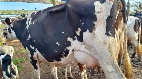 Feira Do Gado Só Vacas Leiteiras Capoeiras Pe15092023 Youtube