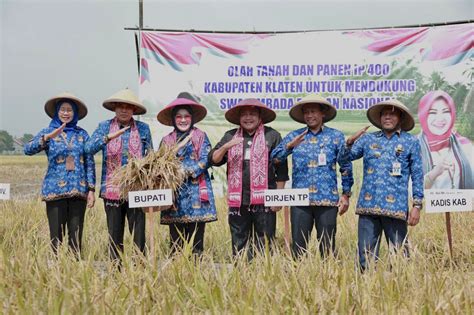 Panen Padi Ip Bupati Klaten Ajak Petani Wujudkan Kemandirian