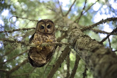 Spotted By A Northern Spotted Owl Smithsonian Photo Contest Smithsonian Magazine