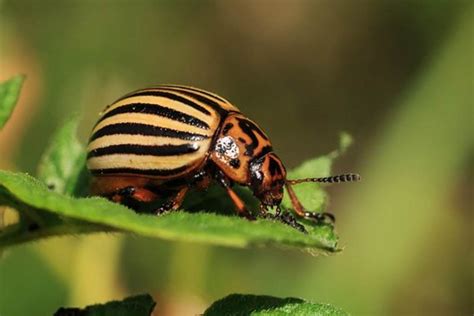 Parassiti Della Patata La Soluzione Viene Dalla Natura