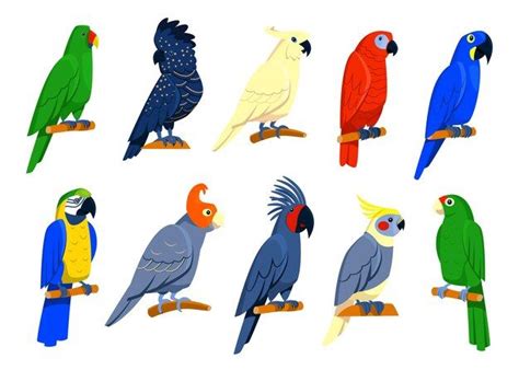 How many parrot species are there? - Birdful