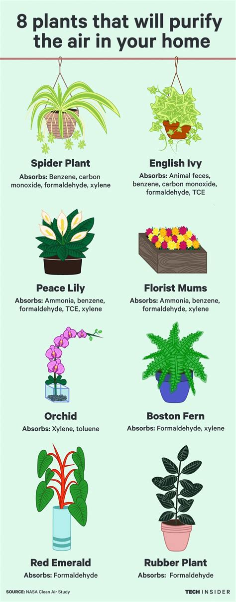 Tropical House Plants Identification Houseplants Plants Trendy Plants Bedroom Plants