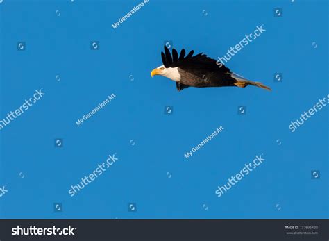 Bald Eagle Flying Wings Spread Stock Photo Shutterstock