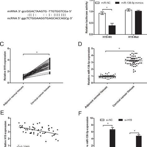 Long Noncoding RNA LncRNA H19 Negatively Regulates MiR 138 5p