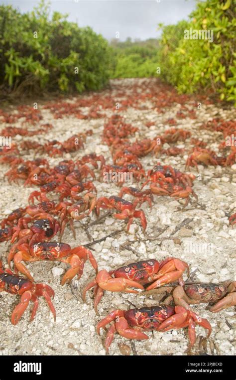 Christmas island red crab (Gecarcoidea natalis), Christmas Island Crab ...