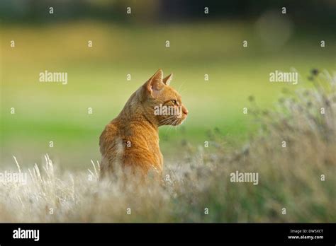 Felis Catus Hi Res Stock Photography And Images Alamy