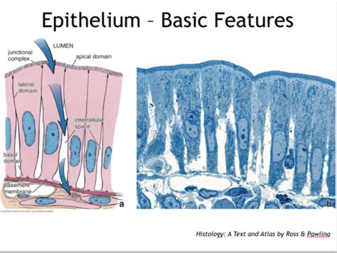 Histology Epithelium Types Flashcards Quizlet