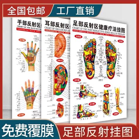 8 15 Human Body Foot Hand Ear Head Acupoint Chart Reflection Area Wall