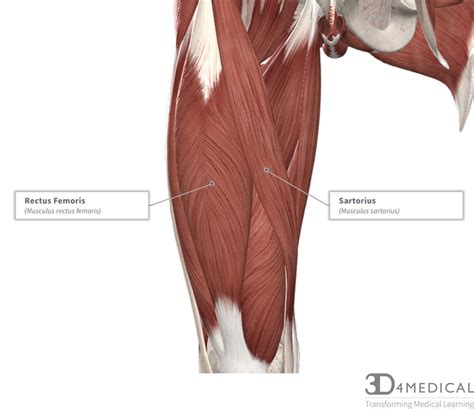 Muscles Advanced Anatomy 2nd Ed