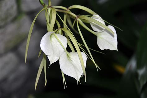 El Valle Lady Of The Night Orchid Brassavola Nodosa This Flickr