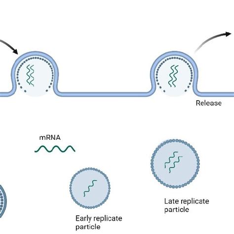 Replication Cycle Of Dsrna Viruses The Virus Attaches To The Host Cell