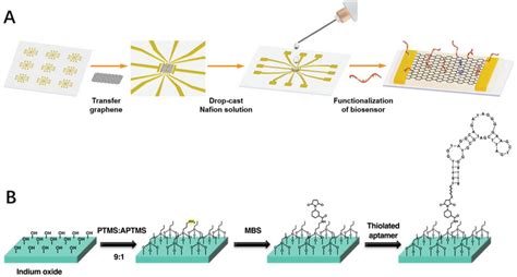 Aptamer Functionalization Strategies A Modification Of Aptamer On The