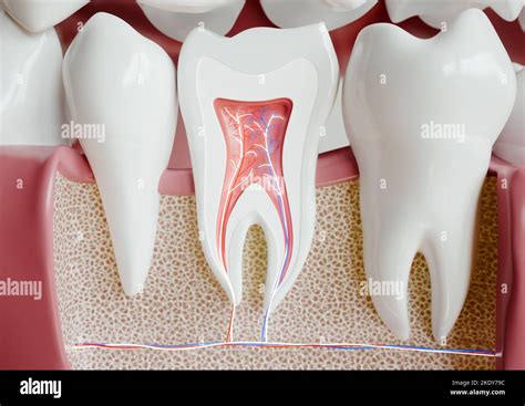 Anatomie D Une Dent Avec Dentition Complète 3d Rendu Photo Stock Alamy