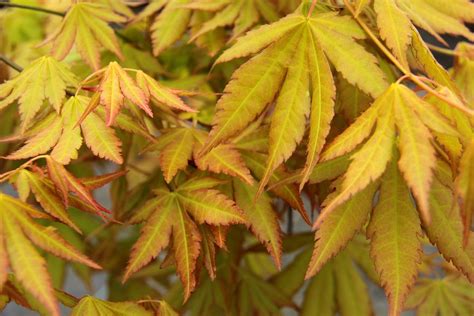 Acer Palmatum Dragon Master Japanese Maple Conifer Kingdom