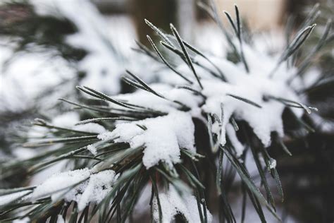 Pine tree with fresh snow · Free Stock Photo