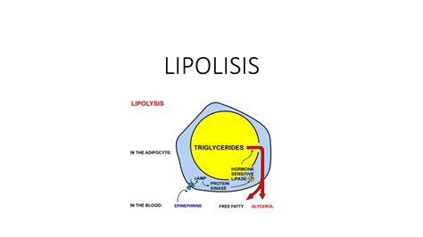 Solution Lipolisis K Studypool