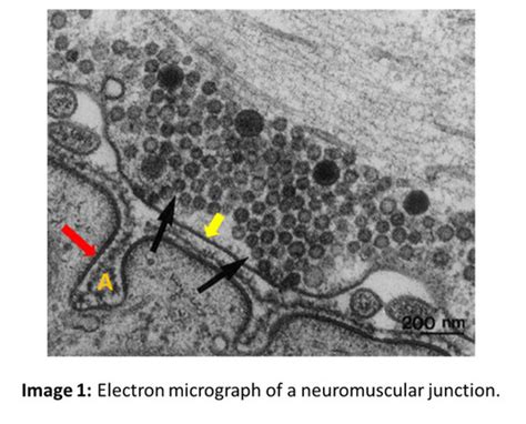 J Synaptic Transmission And Neuromuscular Junction Flashcards Quizlet