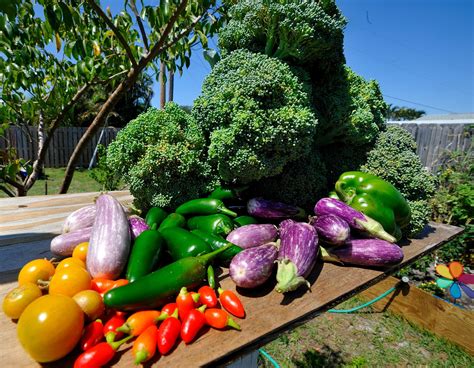 6 Steps To Your Delicious Vegetable Garden