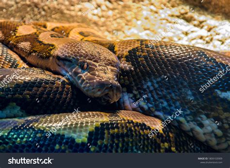 Reticulated Python Malayopython Reticulatus Species Snake Stock Photo