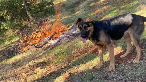 Hallaron Los Restos Del Perro Más Antiguo De América Vivió Hace Más De 10 Mil Años Y Confirma