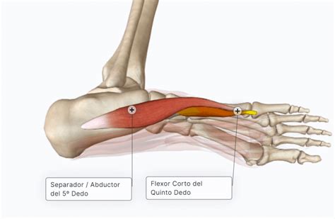 Musculatura del dedo meñique del Pie Paradigmia