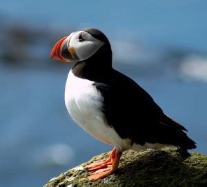 Атлантический тупик (Fratercula arctica) - AnimalBox.ru