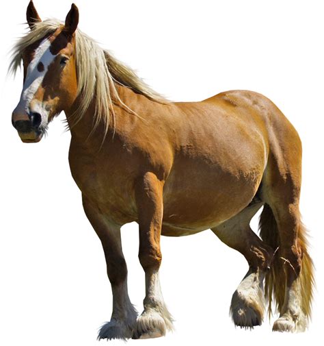 Horse Hd Png Transparent Horse Hdpng Images Pluspng