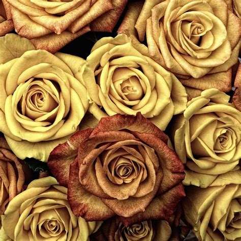 Golden Rose Wallpaper