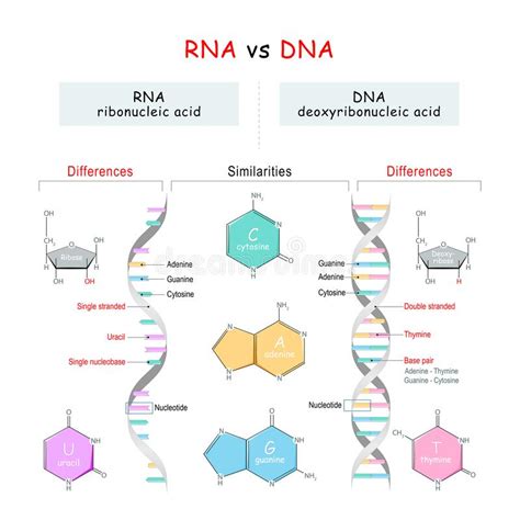 Rnavergelijking Dna Spiegels Vs Verschillen En Gelijkenissen Vector