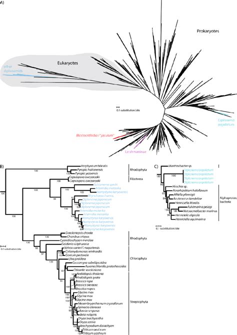 Maximum Likelihood Phylogeny Of Catalases In Euglenozoa A Unrooted