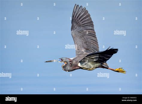 Tricolored Heron Flying Over Water Stock Photo Alamy