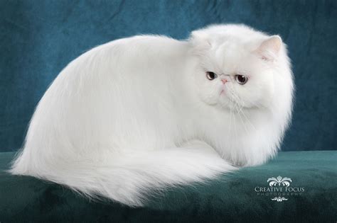 Pin By Clara Noble On Fluffy Most Beautiful Cat Breeds Persian Cat