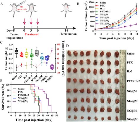 In Vivo Antitumor Efficiency Of Combination Therapy A Schematic Download Scientific Diagram