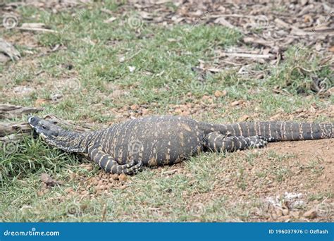 This Is A Side View Of A Rosenberg`s Monitor Lizard Stock Photo Image