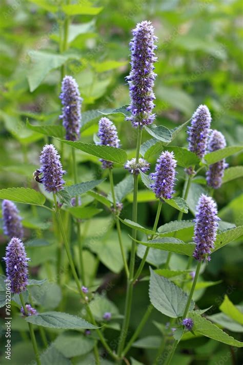 Agastache Foeniculum Also Called Giant Hyssop Indian Mint Or Blue