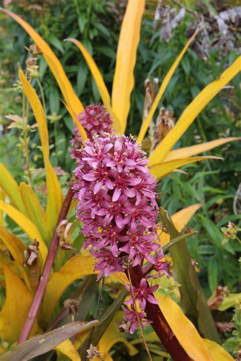 Eucomis comosa 'Sparkling Burgundy' – Ballyrobert Gardens