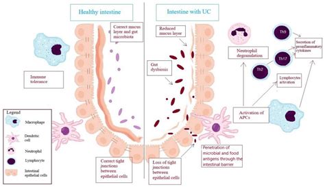 Jcm Free Full Text The Role Of Innate And Adaptive Immune Cells In The Pathogenesis And