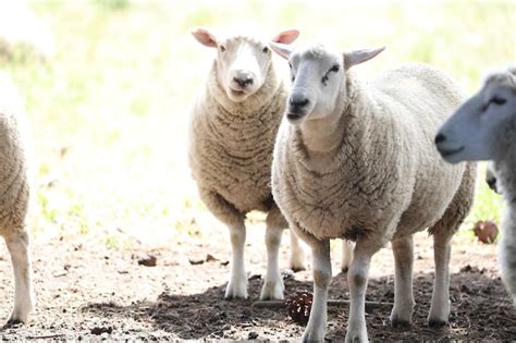 Premium Photo Portrait Of Sheep Standing On Field