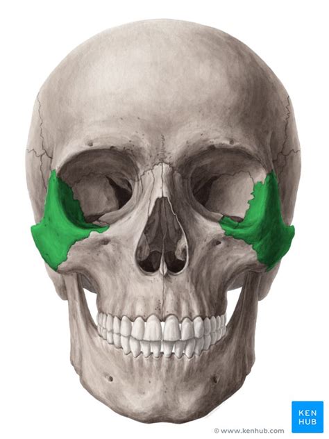 Zygomatic Bone Surfaces Processes Functions Kenhub