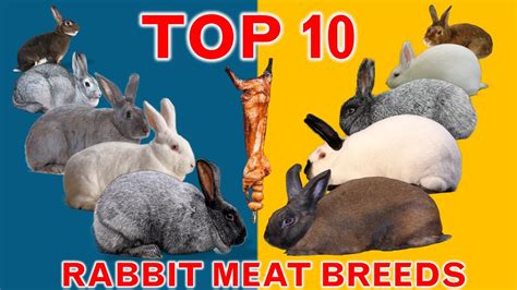 Best Rabbit Breeds Soviet Chinchilla Flemish Giant Satin Californian