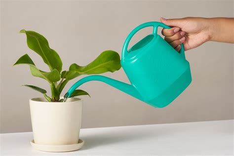 Best Time to Water Your Plants | Plant Care Tips – The Sill