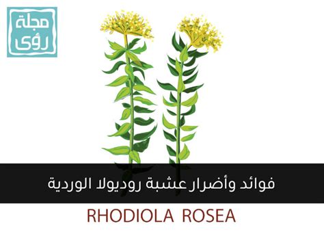 Rhodiola Rosea