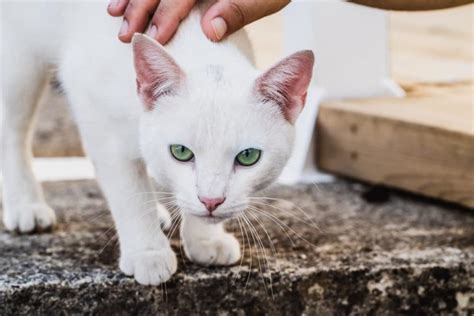 153 Spanish Cat Names for Vibrant Gatos | Great Pet Care