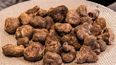 Non Solo Alba Ecco Le Fiere D Autunno Del Tartufo Bianco Da Non